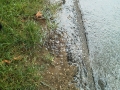 irrigation-repairs3-howell