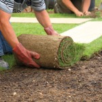 Laying sod for new lawn