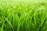 lawn-aeration-howell