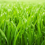 lawn-aeration-howell